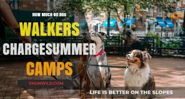 Summer Camp Dog Walking Rates: What to Expect This Season