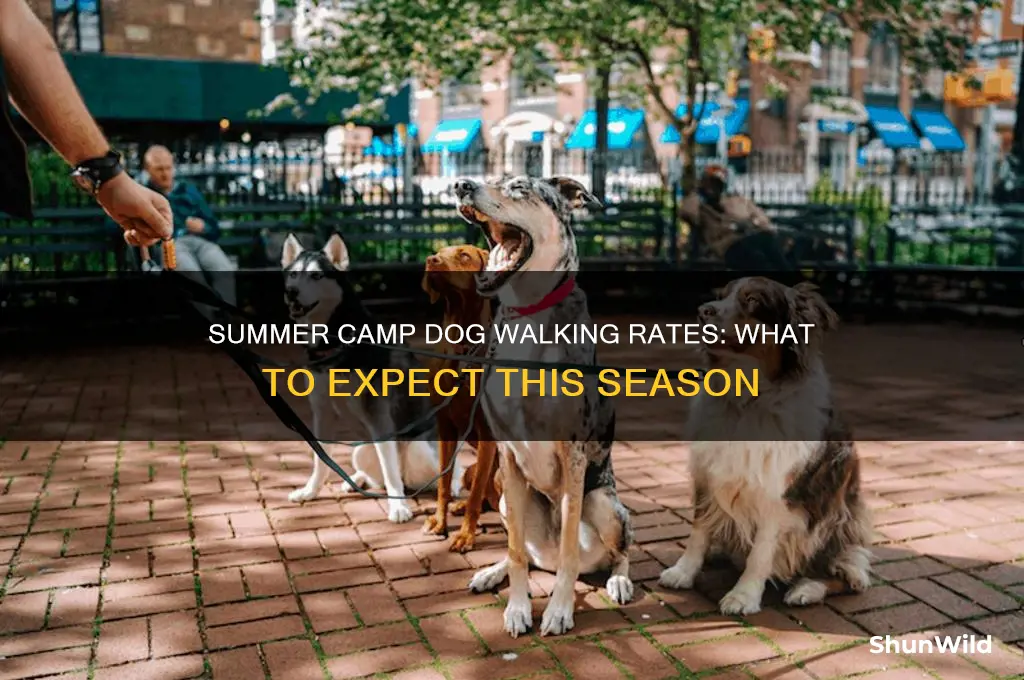 how much do dog walkers chargesummer camps