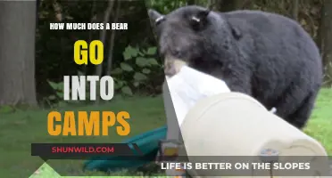 Bear Encounters: How Often Do They Raid Camps and Why?