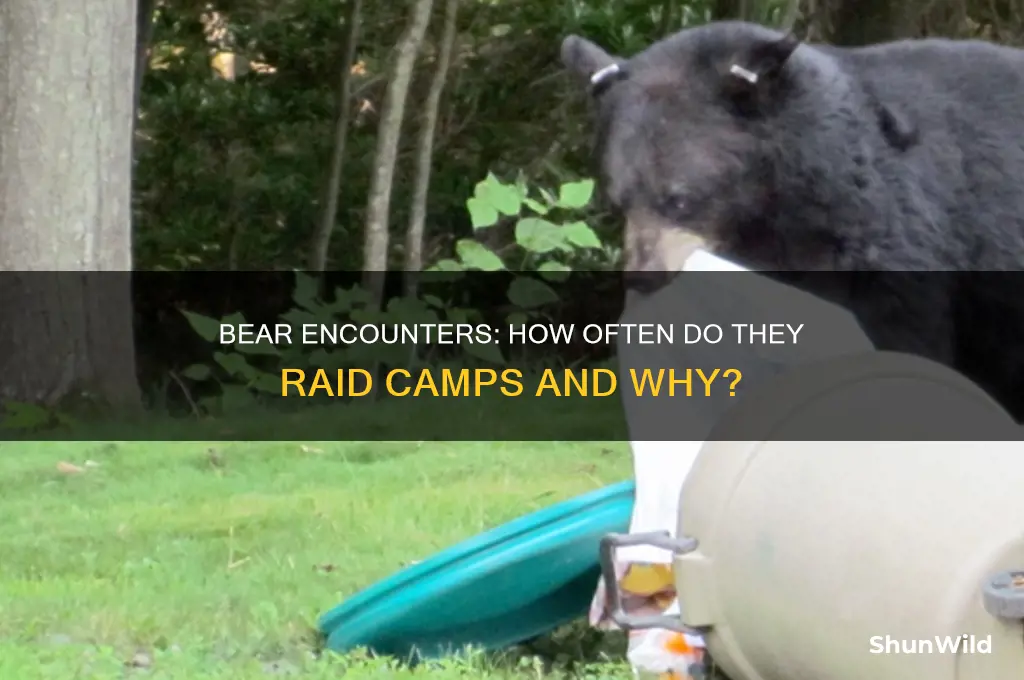 how much does a bear go into camps