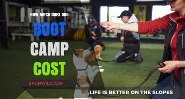 Dog Boot Camp Costs: What to Expect for Your Pup's Training