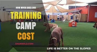 Dog Training Camp Costs: What to Expect for Your Pup's Stay