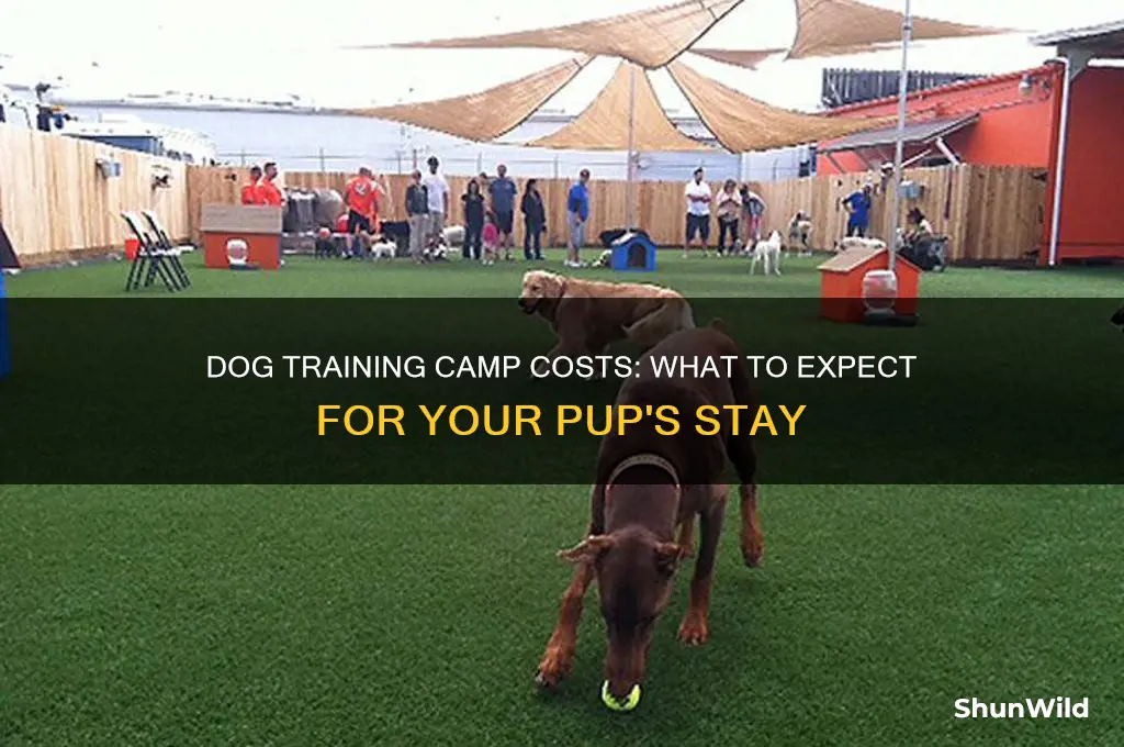 how much does dog training camp cost