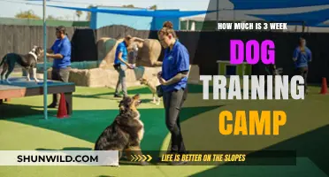 Cost of 3-Week Dog Training Camp: What to Expect