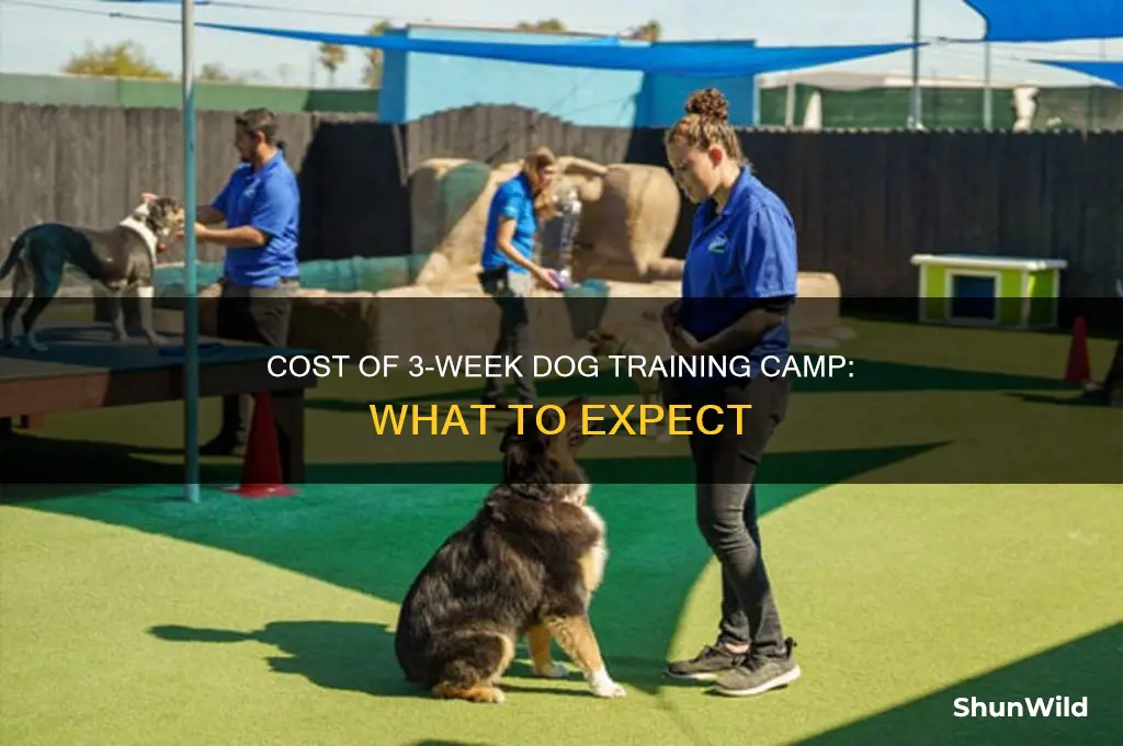 how much is 3 week dog training camp