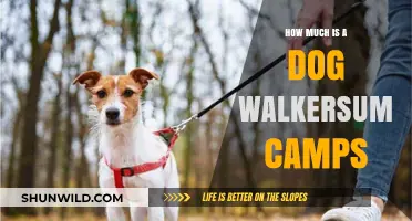 Summer Camp Costs for Dog Walkers: What to Expect