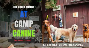 Camp Canine Boarding Costs: What to Expect for Your Pup's Stay