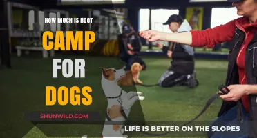 Understanding Dog Boot Camp Costs: What to Expect for Your Pet