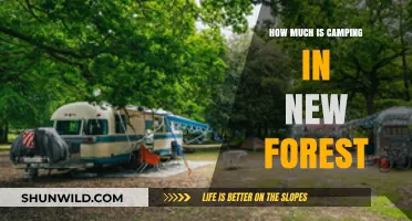 Affordable Camping in New Forest: Costs, Tips, and Best Sites