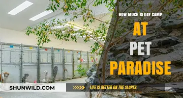 Pet Paradise Day Camp Costs: What to Expect for Your Pet