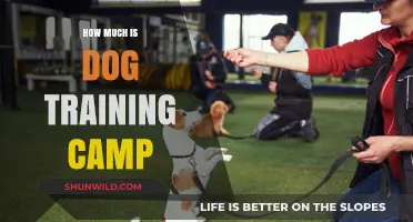 Dog Training Camp Costs: What to Expect for Your Pup's Stay