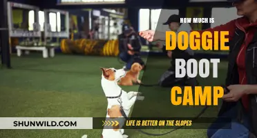 Doggie Boot Camp Costs: What to Expect for Your Pup's Training