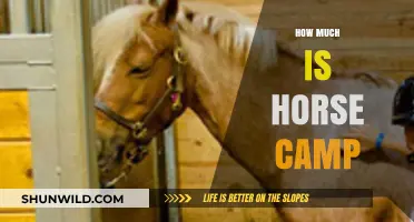 Exploring Horse Camp Costs: What to Expect for Your Equestrian Adventure