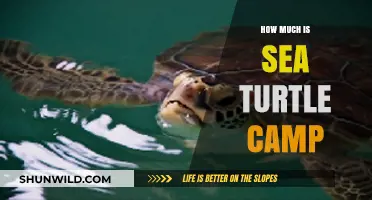 Sea Turtle Camp Costs: Exploring Conservation Adventures and Pricing
