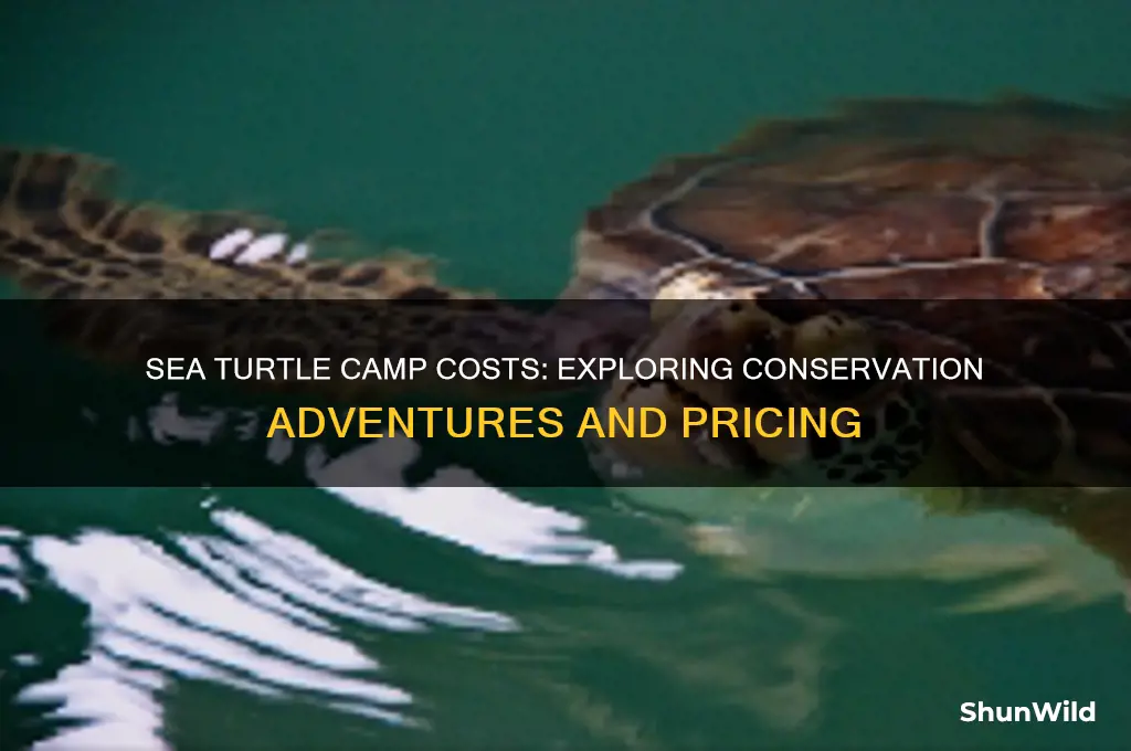 how much is sea turtle camp