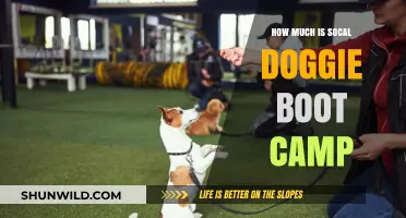 Socal Doggie Boot Camp Cost: What to Expect for Your Pup