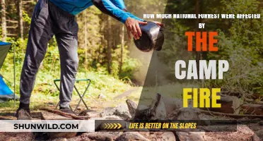 Camp Fire's Devastation: Impact on National Forests Explored