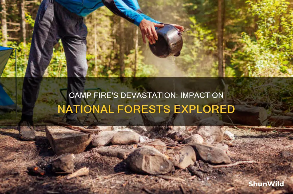 how much national forrest were affected by the camp fire