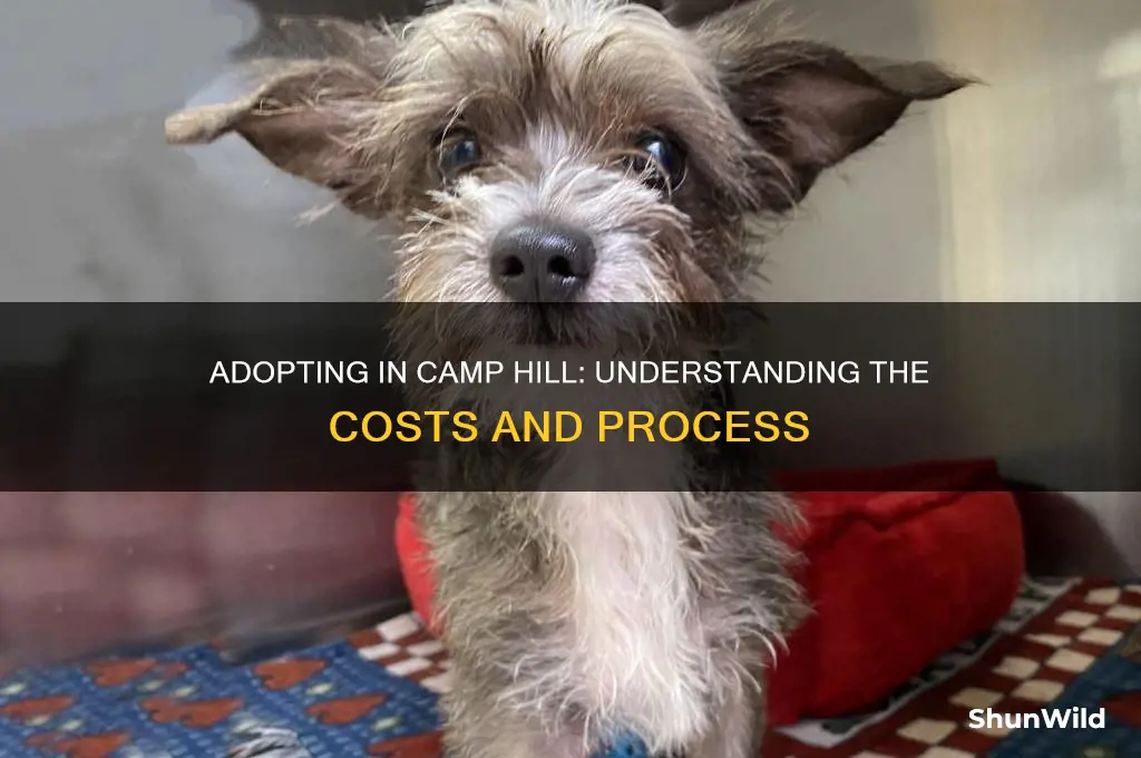 how much to adopt a child camp hill