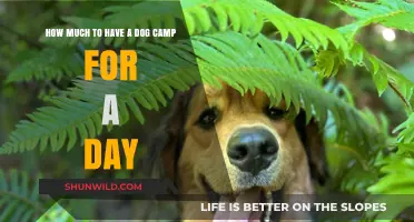 Daily Dog Camp Costs: Budgeting for Your Pup's Adventure