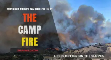 Camp Fire's Devastating Impact on Wildlife: A Comprehensive Analysis