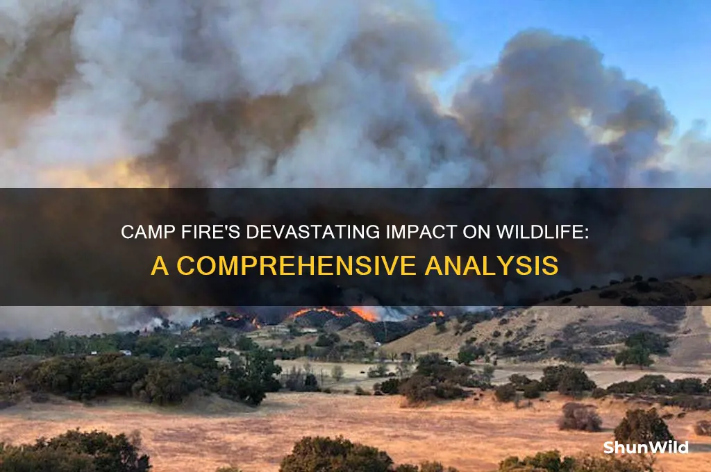 how much wildlife has been efected by the camp fire
