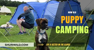 Puppy Camping Guide: Age, Tips, and Safe Outdoor Adventures