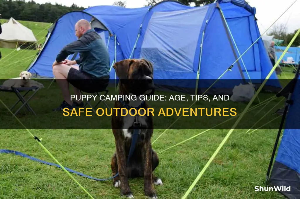 how old puppy camping