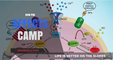How PDE Enzymes Impact cAMP Signaling Pathways in Cells