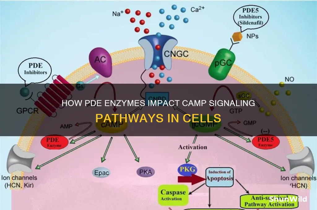 how pde affects camp
