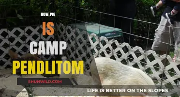Exploring Camp Pendleton's Unique Pig Presence: Facts and Insights