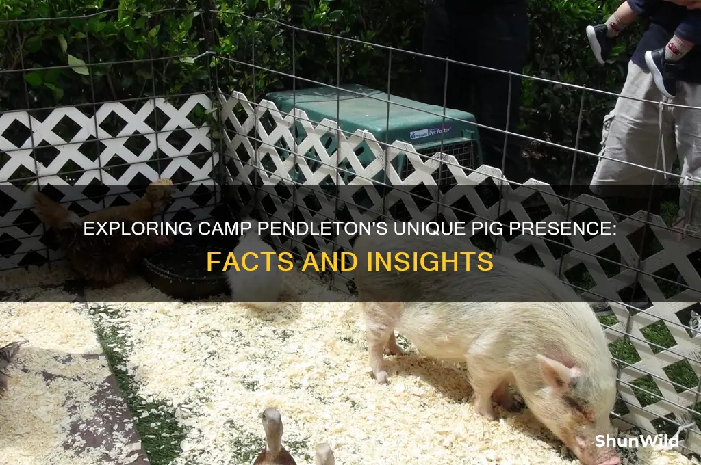 how pig is camp pendlitom