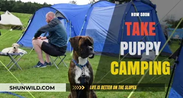 When Can Your Puppy Join Camping Trips: Timing and Tips