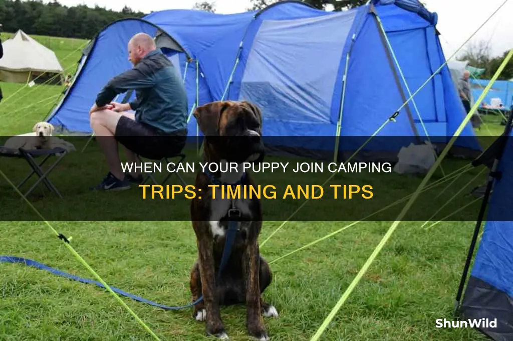how soon take puppy camping