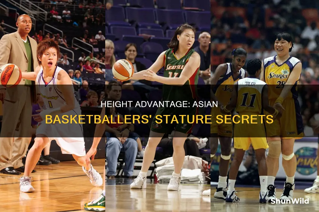 how tall are asian basketballers