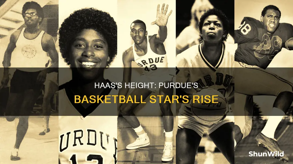 how tall is haas for purdue basketball