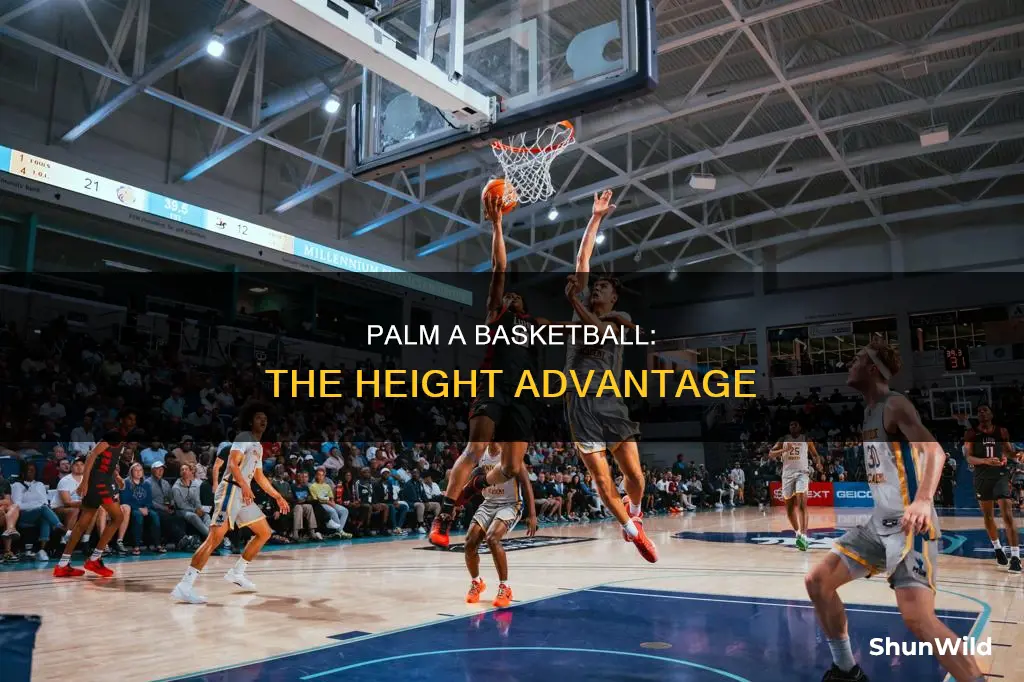 how tall to palm a basketball