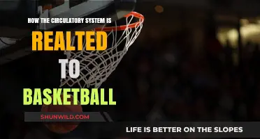 Circulatory System and Basketball: Heart of the Game