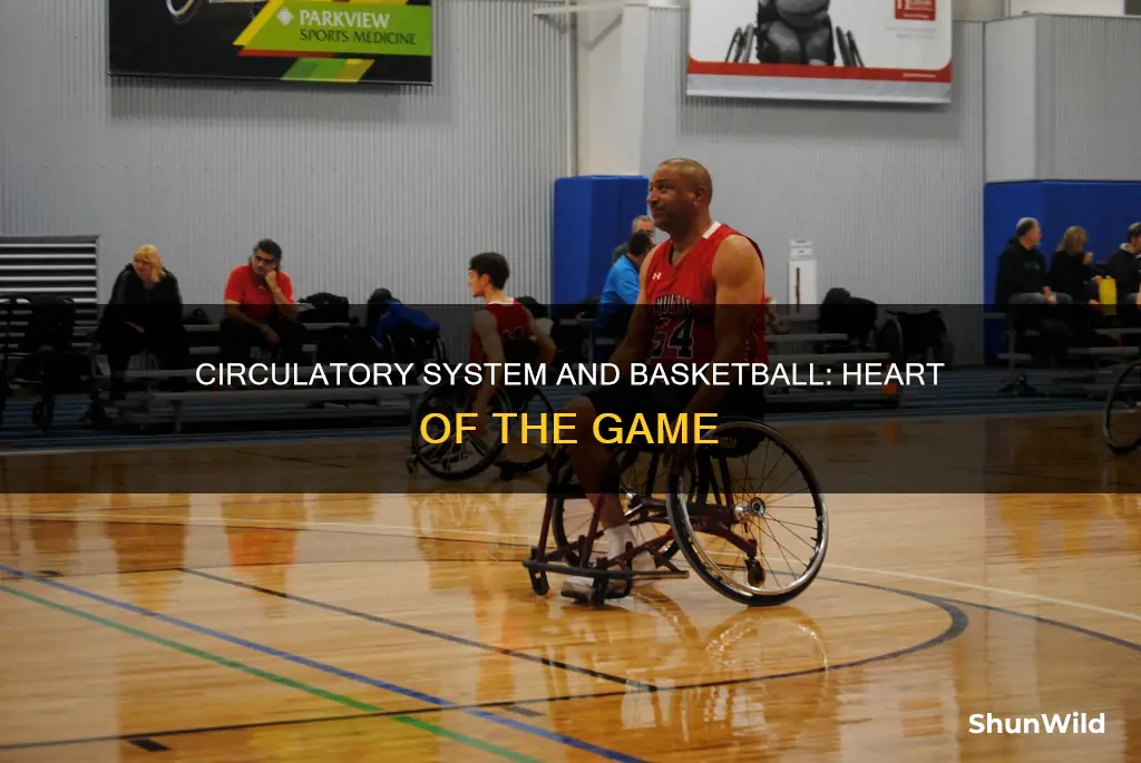 how the circulatory system is realted to basketball
