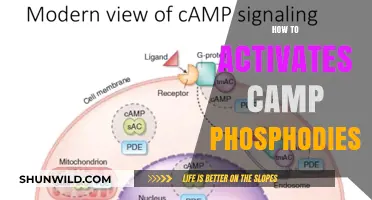 Unlocking Camp Phosphodiesterase Activation: A Comprehensive Step-by-Step Guide