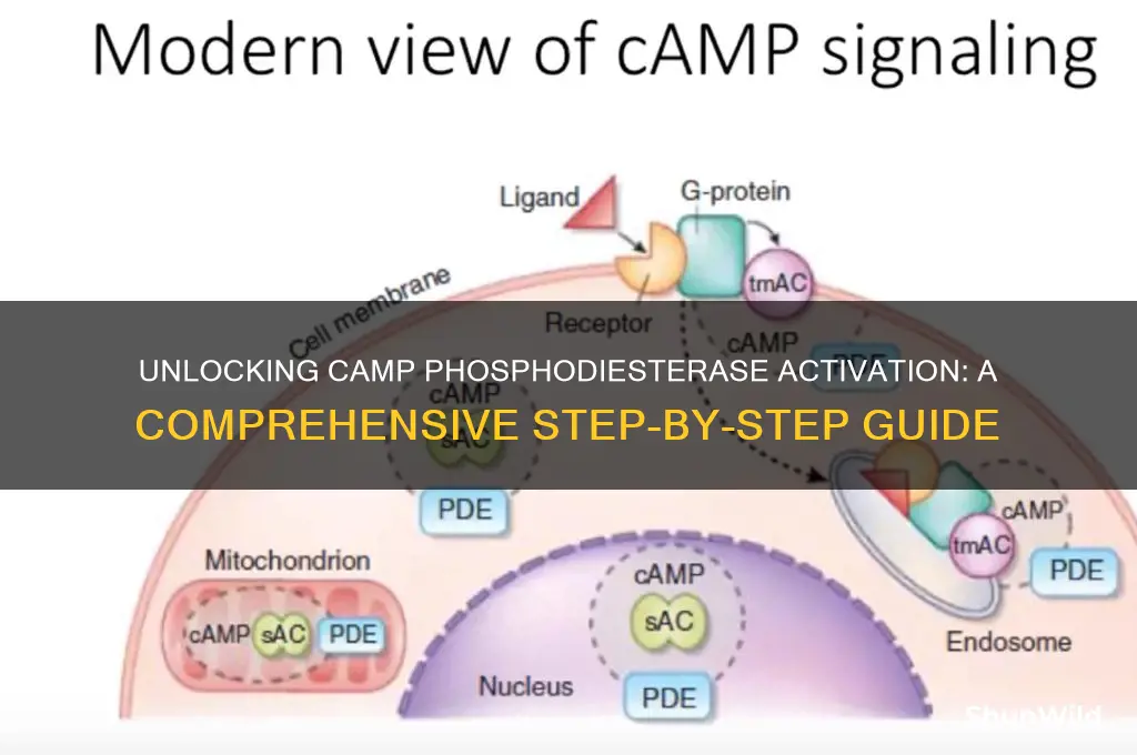 how to activates camp phosphodiesterase
