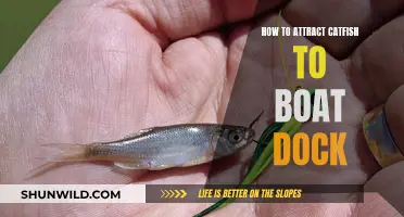 Attract Catfish to Your Boat Dock: Tips and Tricks