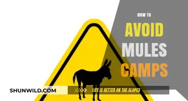 Steer Clear of Mule Scams: Essential Tips to Stay Safe