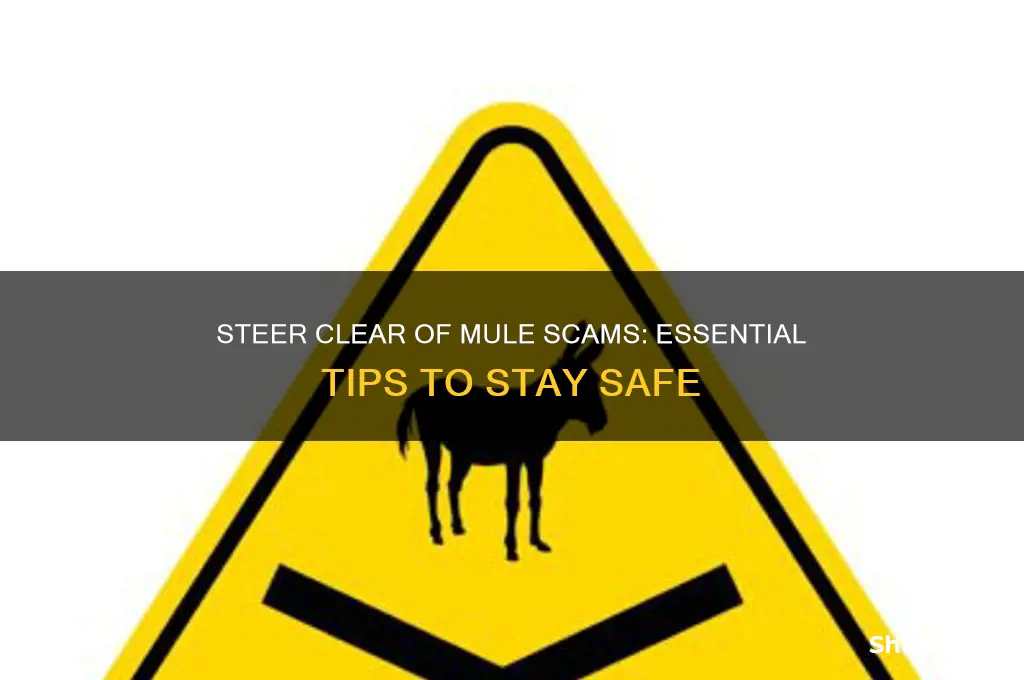 how to avoid mules camps