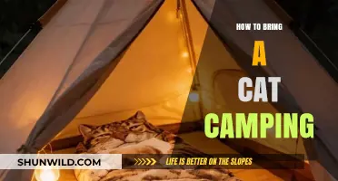 Purr-fect Outdoor Adventure: How to Bring Your Cat Camping