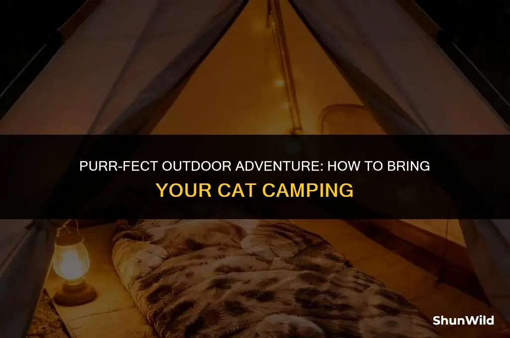 how to bring a cat camping
