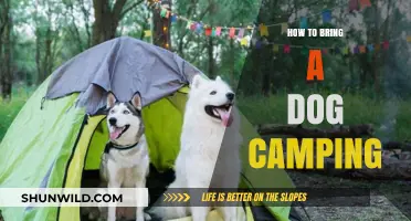Paws and Reflect: The Ultimate Guide to Camping with Your Canine Companion
