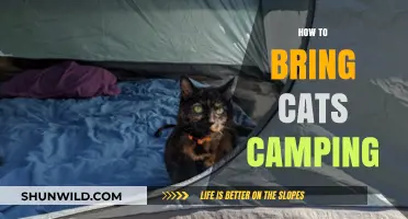 Purrfect Outdoor Adventures: Tips for Camping with Your Cats