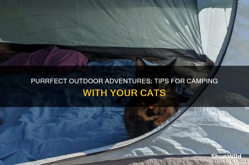 how to bring cats camping
