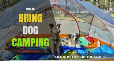 Essential Tips for a Safe and Fun Dog Camping Adventure
